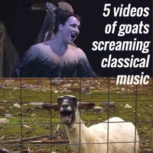 5 videos of goats screaming classical music (it’s Friday)