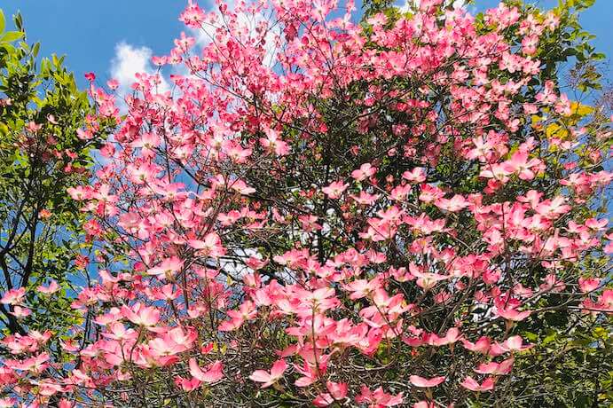 A flowering tree in Lara Downes' backyard--Photo courtesy of the artist
