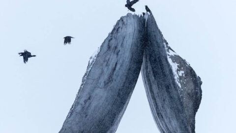 Everything the Rises