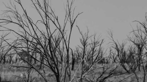 Hollows out of time