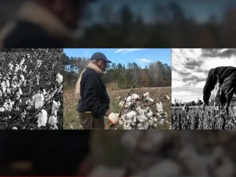 Rashon Briggs Cotton Comes Home--Screenshot courtesy New Gallery Concert Series
