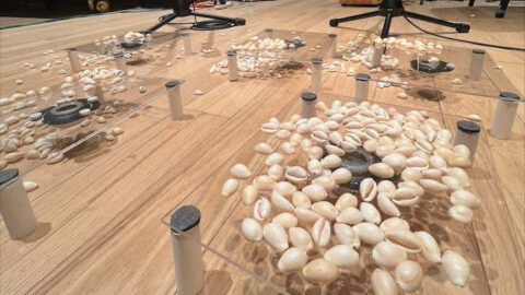 Cowrie shells placed on glass platforms for Corie Rose Soumah’s 